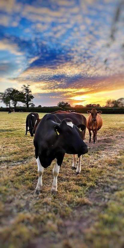 New Farm Cheshire Holidays Winsford  Luaran gambar